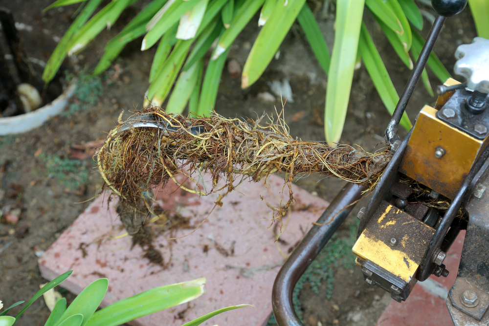 drain root ingress - Roots and baby wipes from a clogged sewer drain. a plumber snake with roots, baby wipes, and other sewage from a blocked sewer drain clean out job.
