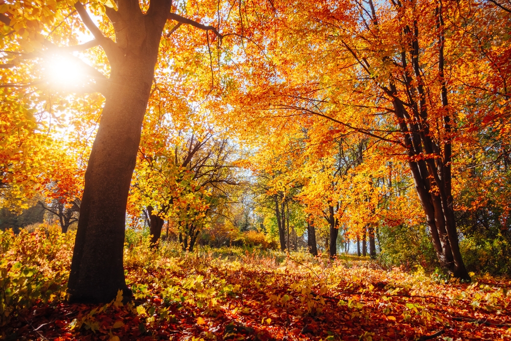 Prepare Your Septic Tank For Autumn & Winter