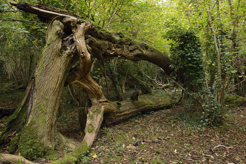 severe weather disruption pushes tree down