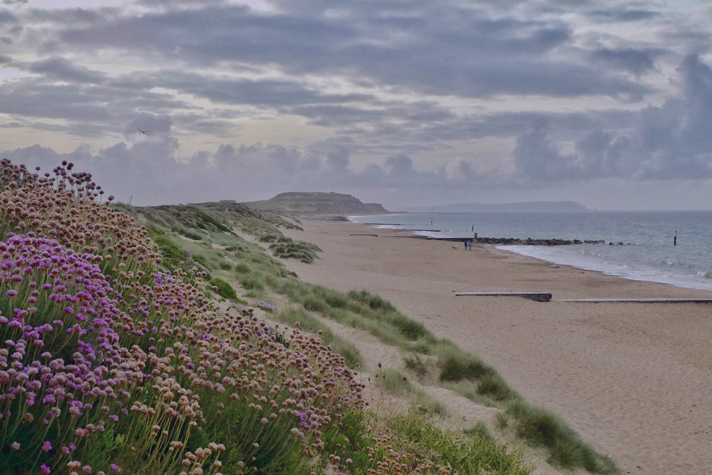 long beach with flowers on sand dunes